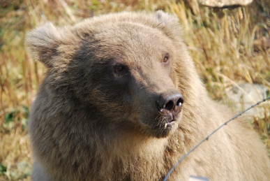 Alaskan Wildlife