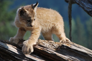 Alaskan Wildlife