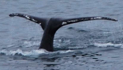 Inside Passage -- Whale