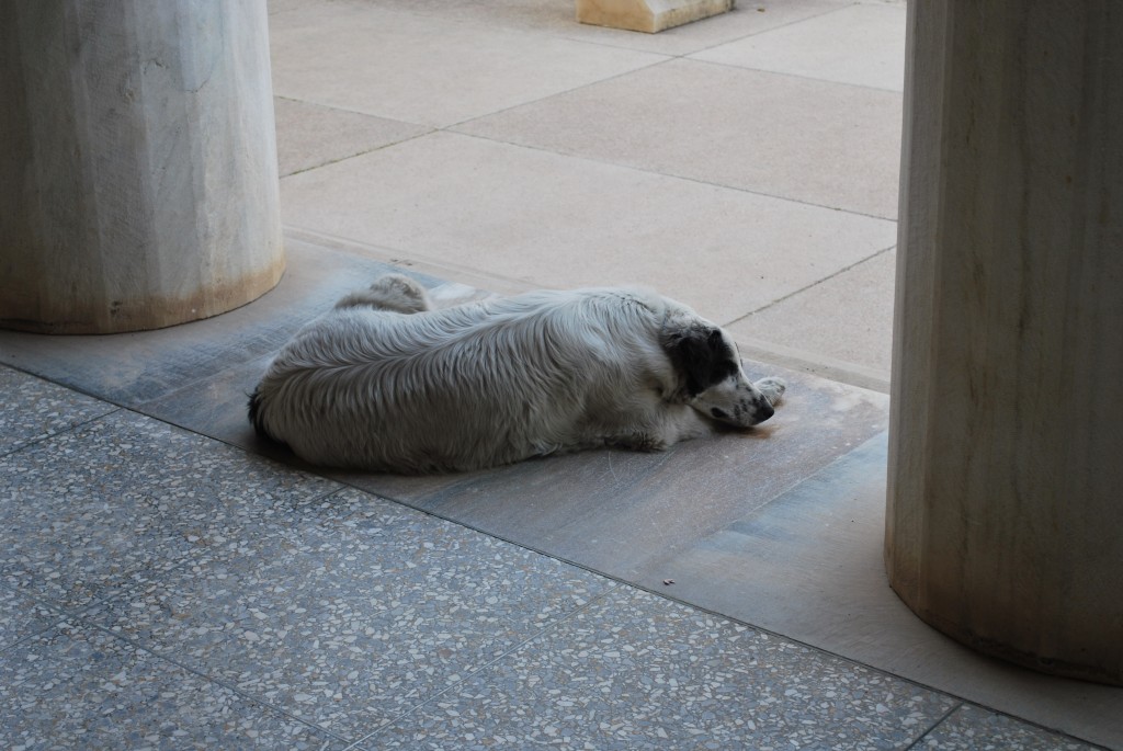 Dog in Athens