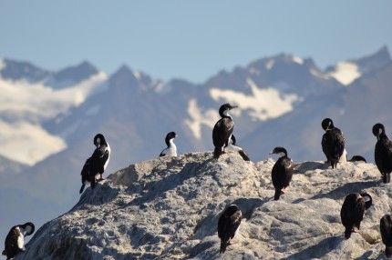 cormorant