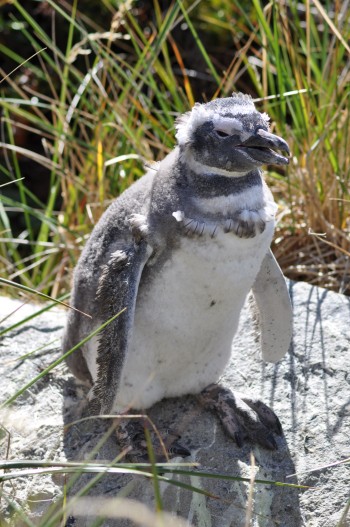 Penguin in Falklands