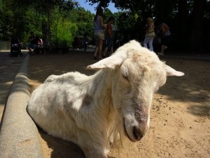 A distinguished gentleman of a goat... 