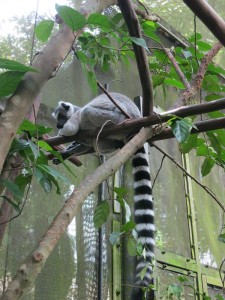 A ring-tailed lemur, up close and personal...