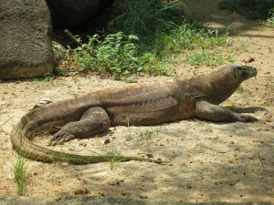 A Komodo dragon, who's relatively close to home...