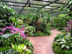 Acres of lovely orchids to explore...