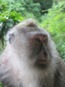 Portrait of a Balinese macaque