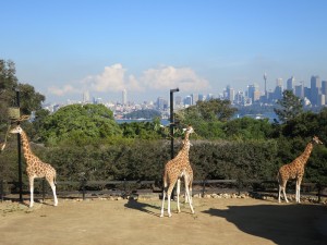 View from Taronga Zoo...
